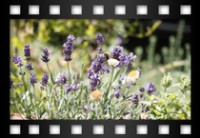 Croce Giuliano - Bombo su lavanda