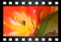 Rosatelli Mauro - Bellissimi tulipani che crescono nel mezzo del parco dei castelli - Maggio 2011