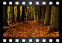 Rotondi Tiziano - Olmata in autunno - Ottobre 2011