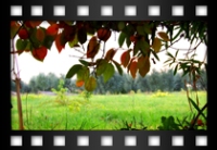Vanni Irene - Se guardo altrove non  per distrazione - Ottobre 2011