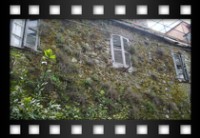 Camilli Livio - Vegetazione murale - Rocca di Papa