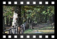 Ciocchetti Daniele - Passeggiata autunnale nel Parco dei Castelli Romani