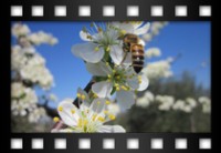 Vinci Nadia - Le meraviglie della natura. Un ape operaia mentre succhia il mettare dal fiore di un prugno